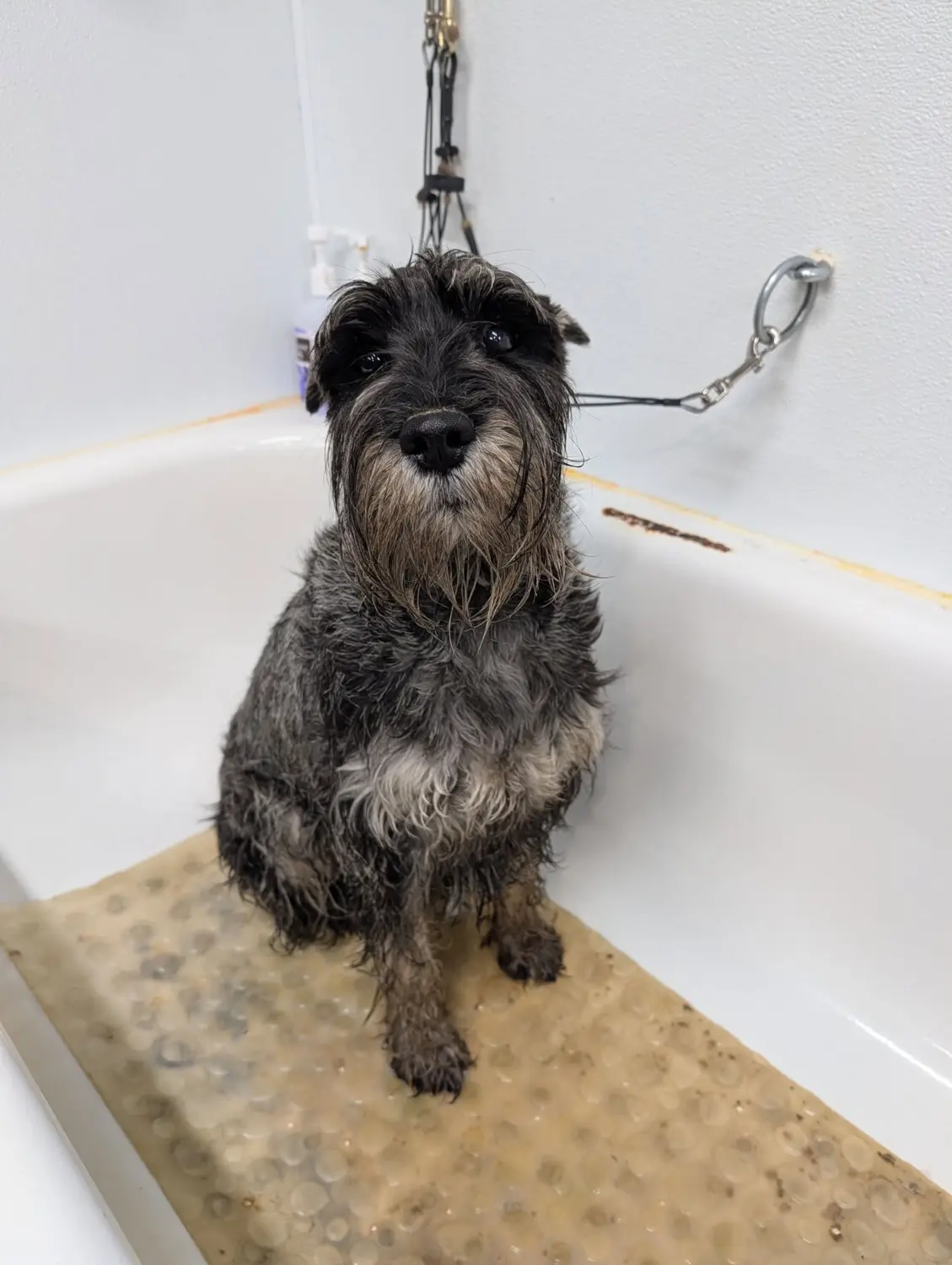Olive Oil, a Standard Schnauzer, looking up after a bath