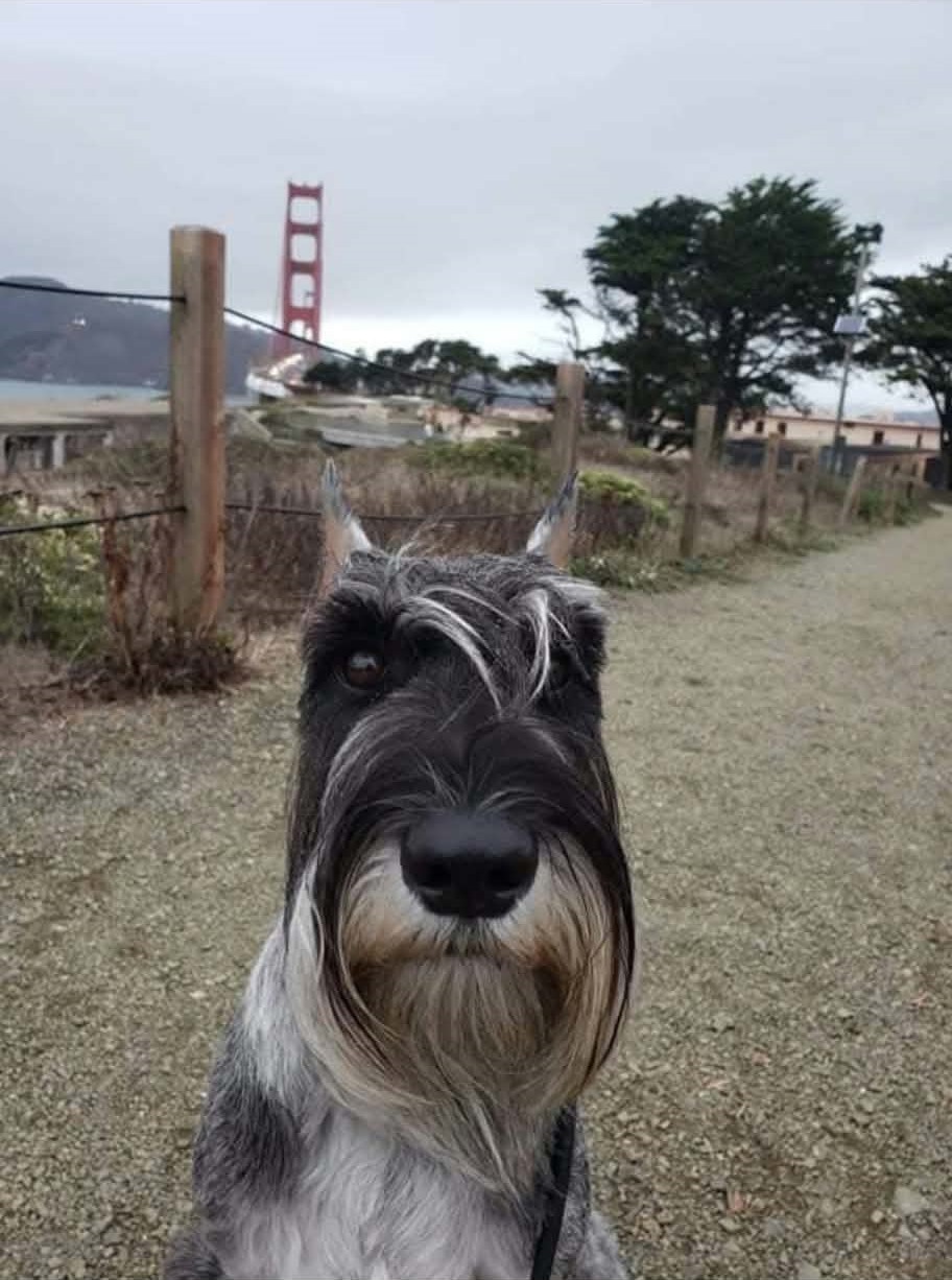 Ms. Myrtle near the Golden Gate Bridge